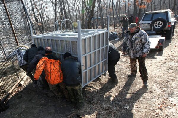 Rescued Amur tiger brought to the Primorye Territory - Sputnik International