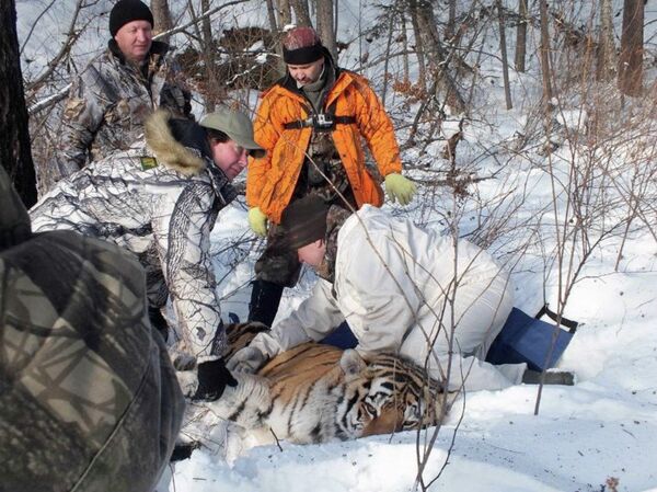 Tiger found in the Amur Region is virus free - Sputnik International