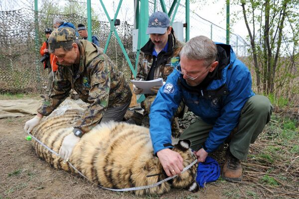 The tigress Cinderella - Sputnik International