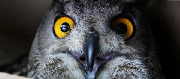 An eagle-owl celebrates Bird Day at the Sad Gorod (Garden City) private zoo in Vladivostok An eagle-owl celebrates Bird Day at the Sad Gorod (Garden City) private zoo in Vladivostok - Sputnik International