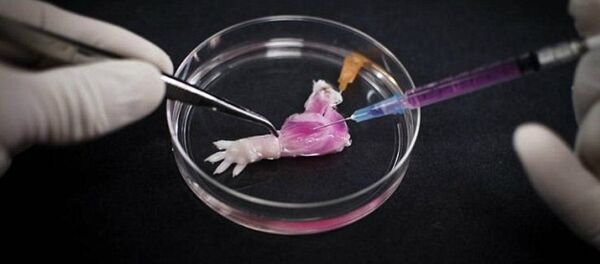 Researchers at Massachusetts General Hospital have rebuilt a dead rat's arm with live tissue, and successfully attached it to another rat, marking the first instance of such a 'biolimb' transplant. Researchers at Massachusetts General Hospital have rebuilt a dead rat's arm with live tissue, and successfully attached it to another rat, marking the first instance of such a 'biolimb' transplant. - Sputnik International