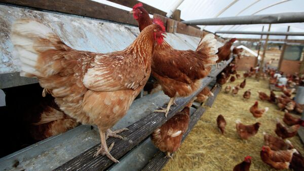 In this photo taken Dec. 19, 2008, chickens are seen on a farm near Vacaville, Calif. - Sputnik International