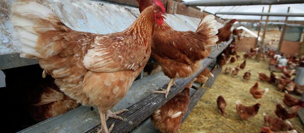 In this photo taken Dec. 19, 2008, chickens are seen on a farm near Vacaville, Calif. In this photo taken Dec. 19, 2008, chickens are seen on a farm near Vacaville, Calif. - Sputnik International