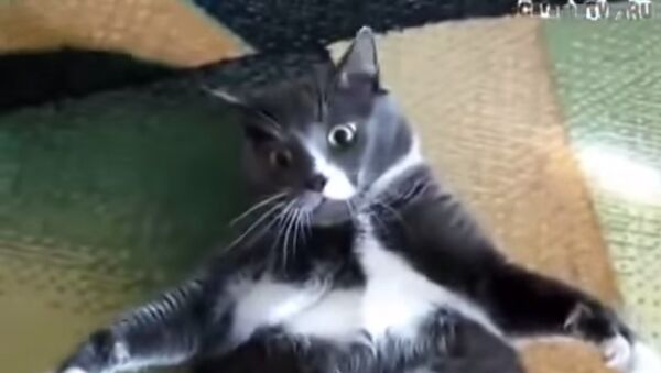 Angry fat cat - Sputnik International