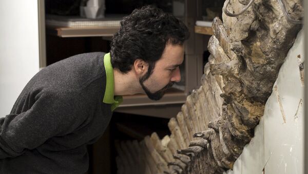 Sergio Bertazzo, a biomedical physical scientist at Imperial College in London, examines a fossil at Natural History Museum in London in this undated handout photo provided by Laurent Mekul, June 9, 2015 - Sputnik International