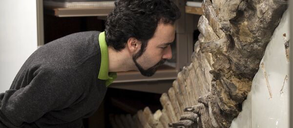 Sergio Bertazzo, a biomedical physical scientist at Imperial College in London, examines a fossil at Natural History Museum in London in this undated handout photo provided by Laurent Mekul, June 9, 2015 - Sputnik International