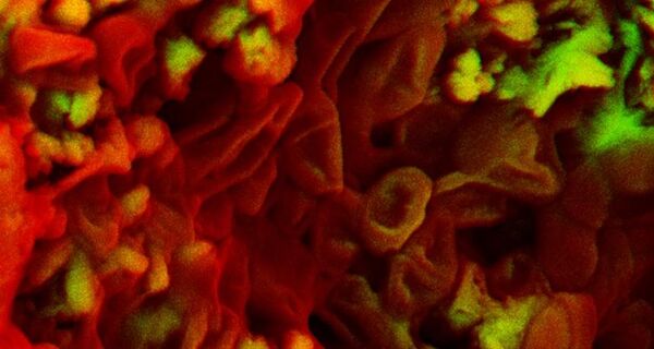 Dino blood cells Dino blood cells - Sputnik International