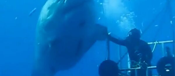 Shark High Five - Sputnik International