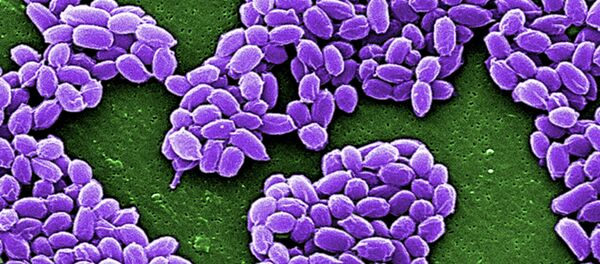 Spores from the Sterne strain of anthrax bacteria (Bacillus anthracis) are pictured in this handout scanning electron micrograph (SEM) obtained by Reuters May 28, 2015 Spores from the Sterne strain of anthrax bacteria (Bacillus anthracis) are pictured in this handout scanning electron micrograph (SEM) obtained by Reuters May 28, 2015 - Sputnik International