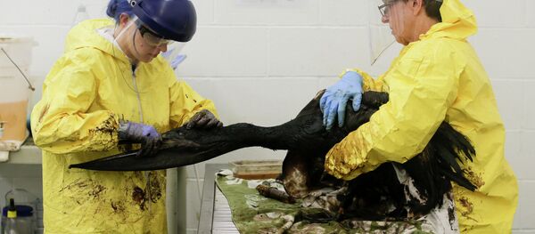 California Oil Spill Cleanup to Cost Millions - Sputnik International