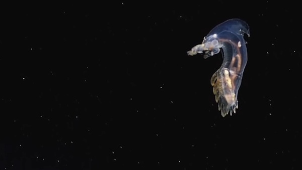 Unknown Alien-Like Creatures Caught on Camera in the Atlantic - Sputnik International