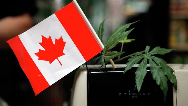 Canada’s Supreme Court Rules Medical Marijuana Legal in All Forms - Sputnik International
