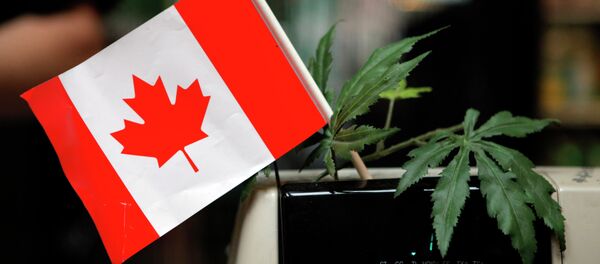 Canada’s Supreme Court Rules Medical Marijuana Legal in All Forms - Sputnik International