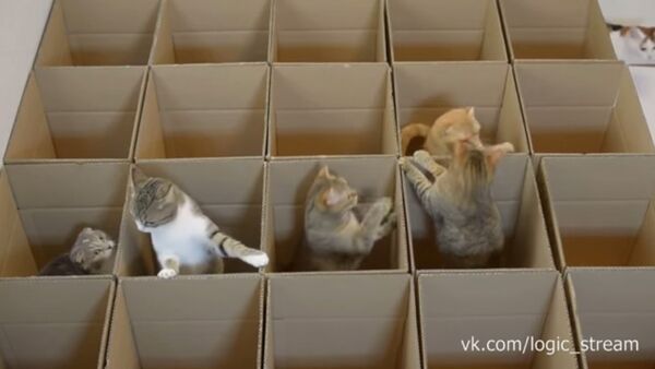 Cats and boxes - Sputnik International
