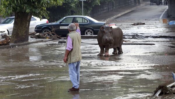 A man gestures to a hippopotamus at a flooded street in Tbilisi, Georgia, June 14, 2015 - Sputnik International