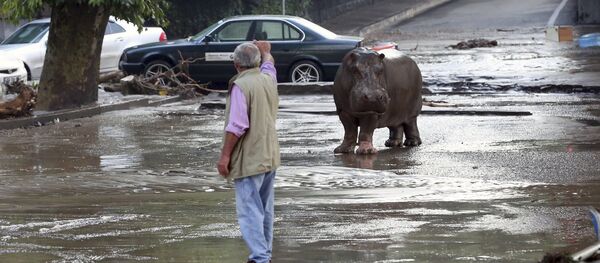 A man gestures to a hippopotamus at a flooded street in Tbilisi, Georgia, June 14, 2015 A man gestures to a hippopotamus at a flooded street in Tbilisi, Georgia, June 14, 2015 - Sputnik International