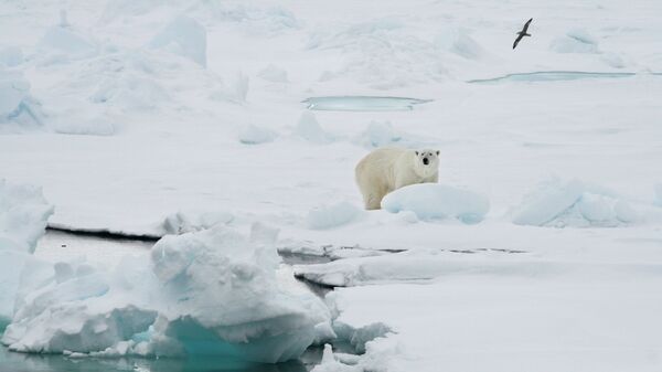 A polar bear stands on an ice floe near the Norwegian archipelago of Svalbard. File photo  - Sputnik International