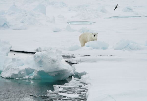 A polar bear stands on an ice floe near the Norwegian archipelago of Svalbard. File photo A polar bear stands on an ice floe near the Norwegian archipelago of Svalbard. File photo - Sputnik International