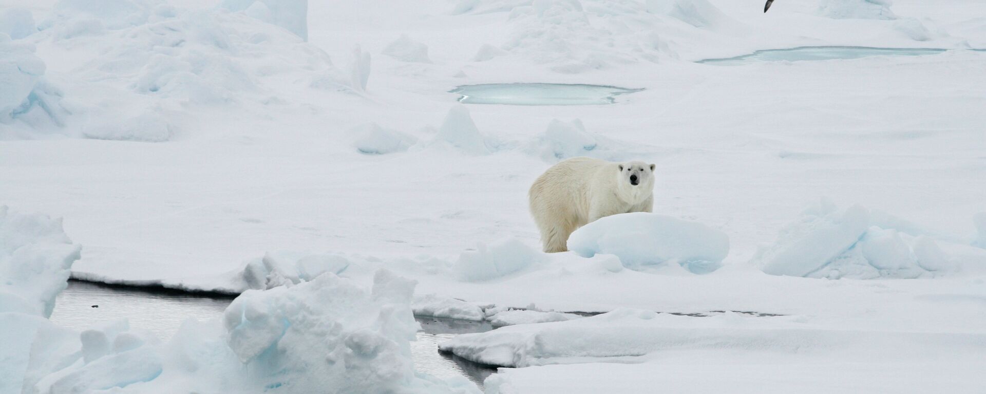 A polar bear stands on an ice floe near the Norwegian archipelago of Svalbard. File photo  - Sputnik International, 1920, 16.08.2019