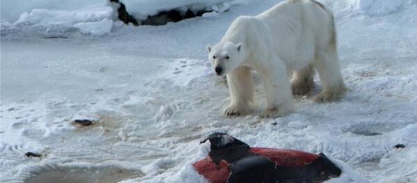 Polar bears are now eating dolphins, thanks to global warming Polar bears are now eating dolphins, thanks to global warming - Sputnik International