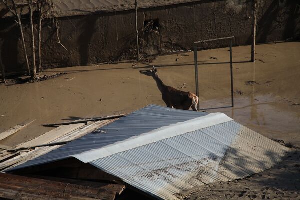 The Tragedy of Flooded Tbilisi Zoo - Sputnik International