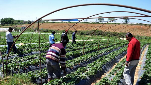 Immigrant workers walk at a strawberry plantation near the village of Manolada about 260 kilometers (160 miles) west of Athens - Sputnik International