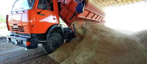 Grain harvesting in the Rostov region - Sputnik International