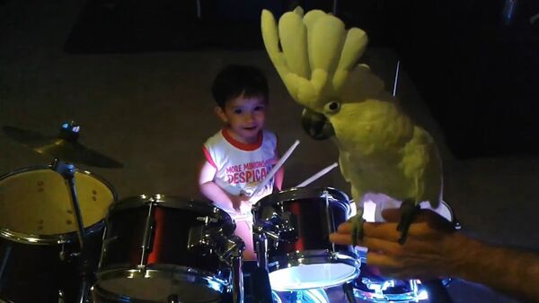 Singing Cockatoo bird jams with baby drummer - Sputnik International