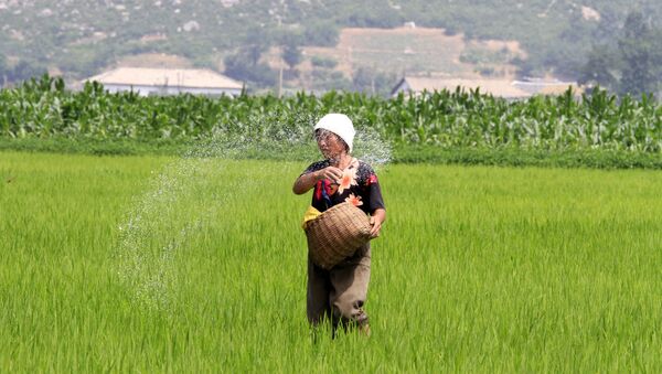 North Korean farmer spreads fertilizer in a rice field in Sohung County of North Hwanghae Province, North Korea - Sputnik International
