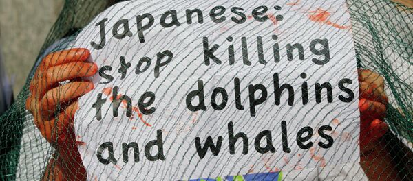 An activist of the environmental group 'Gaia' holds a poster during a protest outside the Japanese chamber of commerce in Milan, Italy. - Sputnik International