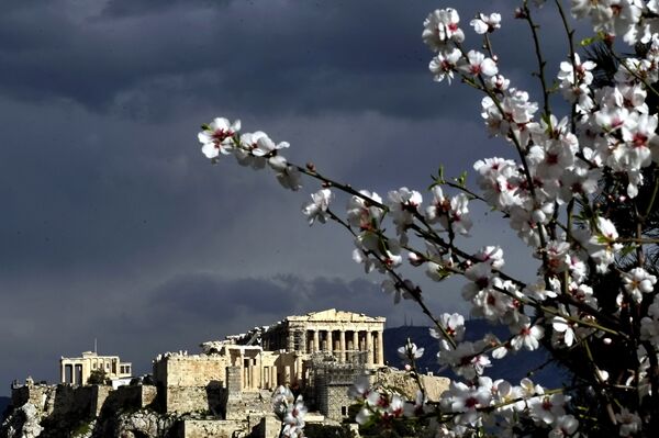The Athens Acropolis is seen behind a branch of a blooming tree  - Sputnik International