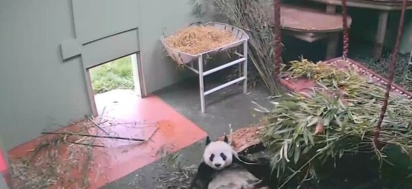 Panda playtime for Tian Tian at RZSS Edinburgh Zoo - Sputnik International