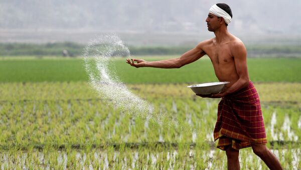An Indian farmer sprays fertilizer at his paddy field in Burha Mayong about 45 kilometers (28 miles) east of Gauhati, India - Sputnik International