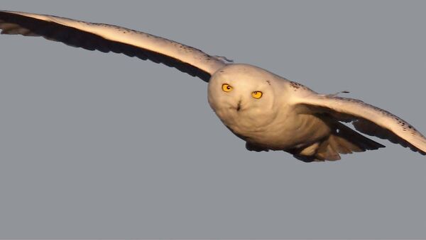 Snowy owl on the hun - Sputnik International