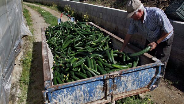A farm worker throws away cucumbers into a container outside of a greenhouse in Algarrobo, near Malaga, southern Spain, on Tuesday, May 31, 2011 - Sputnik International