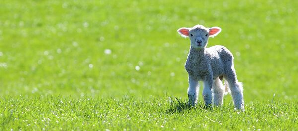A lamb genetically modified to contain a jellyfish protein was accidentally sold to a slaughterhouse in France. A lamb genetically modified to contain a jellyfish protein was accidentally sold to a slaughterhouse in France. - Sputnik International