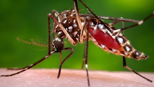 Malaria treatment suffered during Guinea's Ebola outbreak, research said - Sputnik International