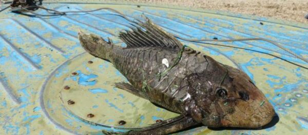 Fish mutant Fish mutant - Sputnik International