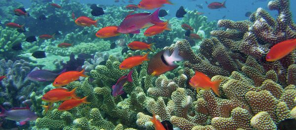 Rainbow Reef, Fiji Rainbow Reef, Fiji - Sputnik International
