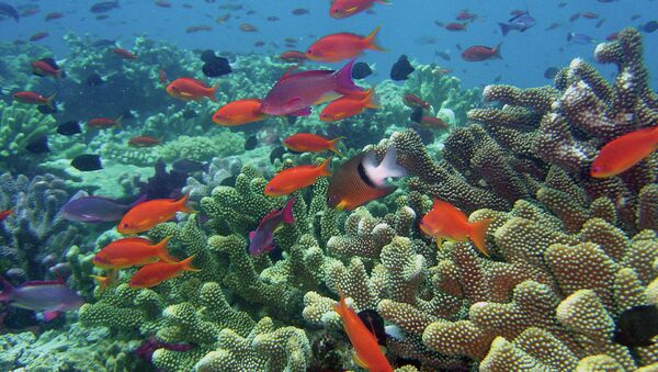 Rainbow Reef, Fiji - Sputnik International