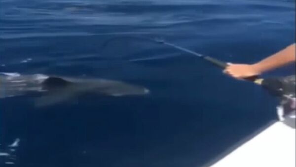 Robin van Persie caught a massive shark - Sputnik International