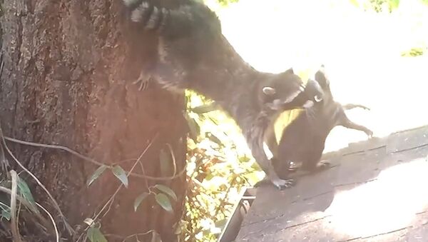 Mother Raccoon teaches her kit how to climb tree - Sputnik International