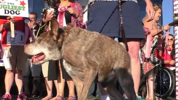 Ugliest dog in the world - Sputnik International
