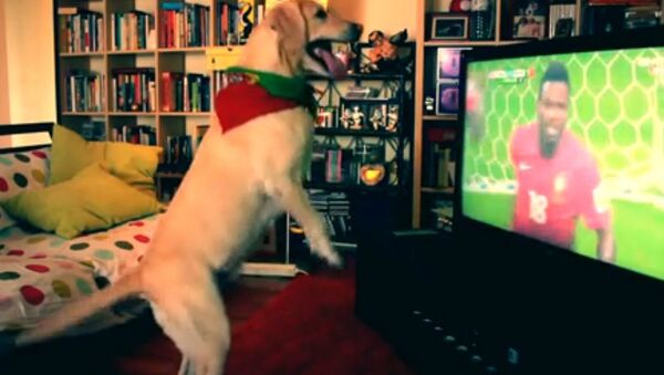 Dog reacts to a goal of Portugal - Sputnik International