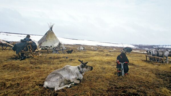 Reindeer breeders' camping ground - Sputnik International
