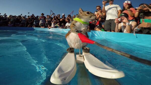 GoPro: Twiggy the Waterskiing Squirrel - Sputnik International