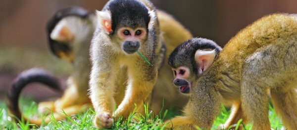 Squirrel monkeys. Squirrel monkeys. - Sputnik International