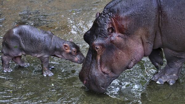 Пара бегемотов в индийском национальном парке - Sputnik International