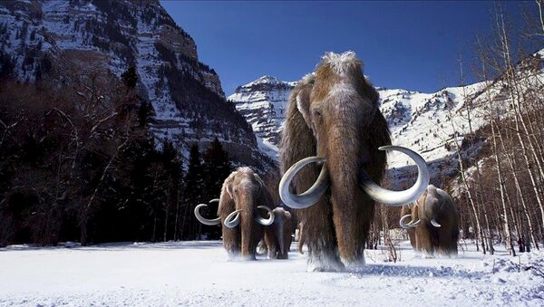 A group of woolly mammoths, the huge Ice Age mammals that lived and roamed the frigid tundra steppes of northern Asia, Europe and North America, are seen in this undated illustration provided courtesy of Giant Screen Films - Sputnik International