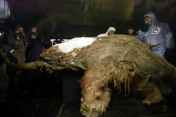 Workers inspect the body of a mammoth prior the start of an exhibition of the Russian Geographic Union in central Moscow on October 28, 2014 Workers inspect the body of a mammoth prior the start of an exhibition of the Russian Geographic Union in central Moscow on October 28, 2014 - Sputnik International